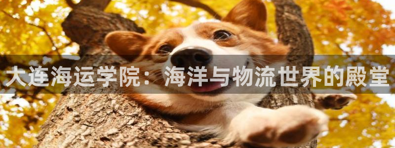 欢迎来到g港