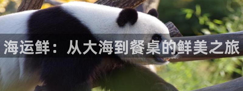 欢迎你来到公主的海岛